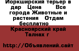 Йоркширский терьер в дар › Цена ­ 1 - Все города Животные и растения » Отдам бесплатно   . Красноярский край,Талнах г.